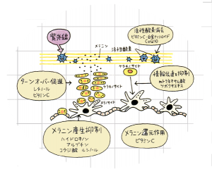 美容雑誌のイラスト