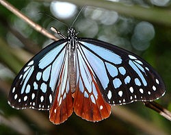 海を渡る不思議な蝶「アサギマダラ」 | 株式会社アクロス